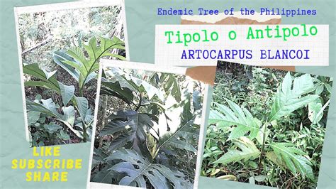 tipolo antipolo.